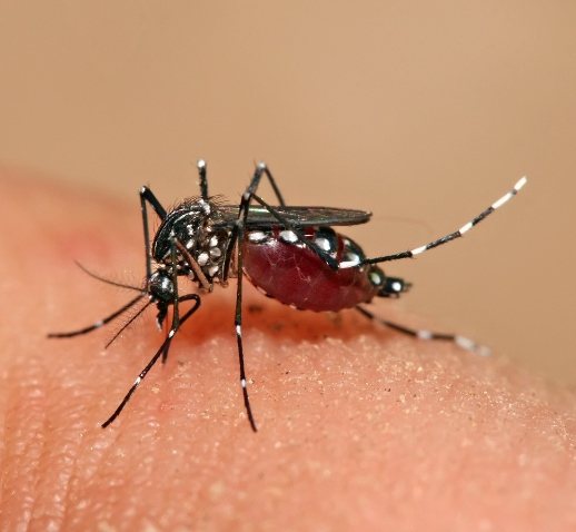 Inexpensive (or Free!) Things You Can Do to Aid the Dengue Fight