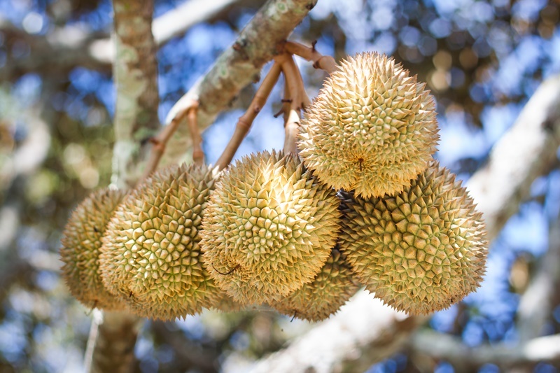 Cheaper Prices This Durian Season