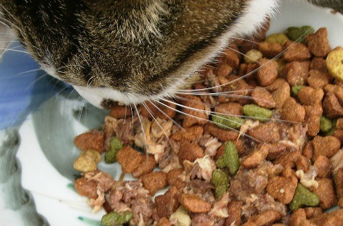 How to Make Your Own Pet Food